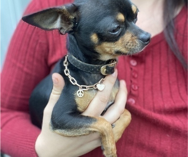 Medium Photo #1 Chihuahua Puppy For Sale in CASTLE HAYNE, NC, USA