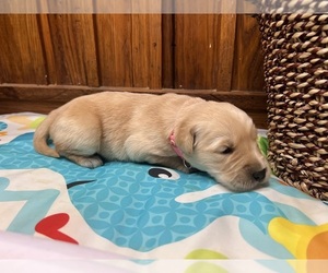 Golden Retriever Puppy for Sale in NEOLA, West Virginia USA