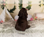 Small Photo #14 Cocker Spaniel Puppy For Sale in WARSAW, IN, USA