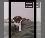 Small #1 Poodle (Toy)-Zuchon Mix