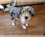 Small #4 Bernedoodle (Miniature)