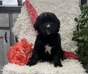 Bernese Mountain Dog Puppy for sale in THORP, WI, USA