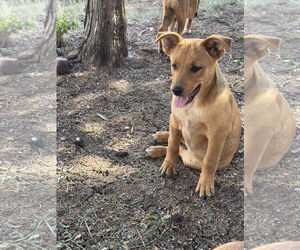 Huskies -Red Heeler Mix Dogs for adoption in Chama, NM, USA