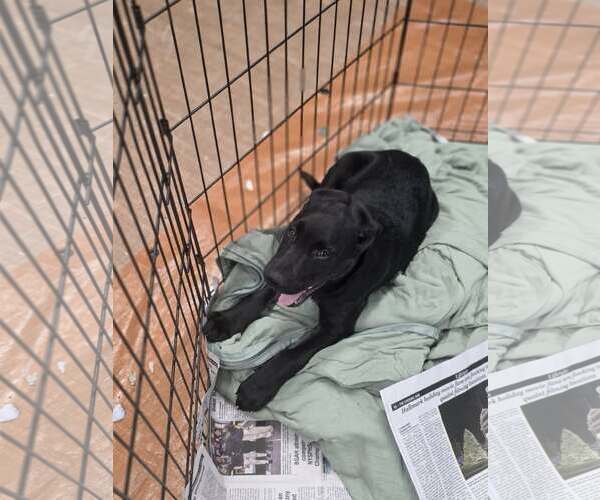 Medium Photo #3 Labrador Retriever-Unknown Mix Puppy For Sale in SHERBURNE, NY, USA