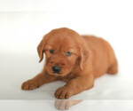 Small #1 Golden Retriever