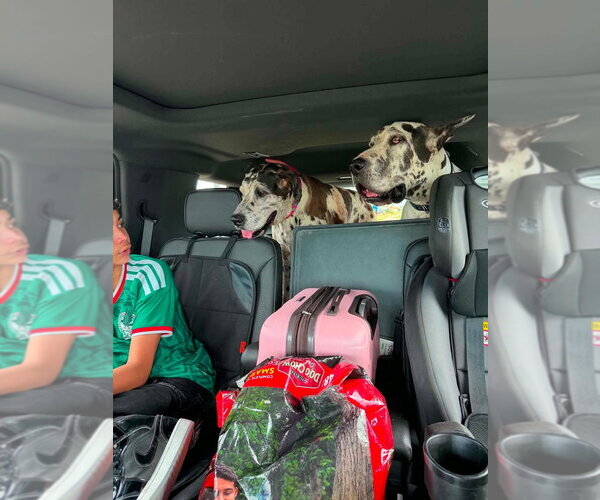 Medium Photo #6 Great Dane Puppy For Sale in Bullard, TX, USA