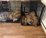 Small Photo #9 Saint Dane Puppy For Sale in LOON LAKE, WA, USA