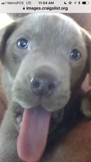 Labrador Retriever Puppy for sale in NEWCASTLE, OK, USA