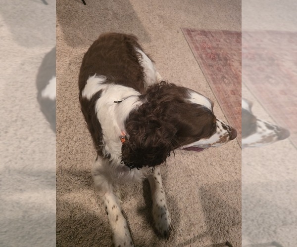Medium Photo #1 English Springer Spaniel Puppy For Sale in GREELEY, KS, USA