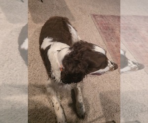 Father of the English Springer Spaniel puppies born on 07/18/2025