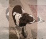 Small Photo #1 English Springer Spaniel Puppy For Sale in GREELEY, KS, USA