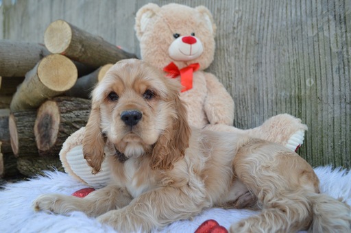 Medium Photo #1 Cocker Spaniel Puppy For Sale in HONEY BROOK, PA, USA
