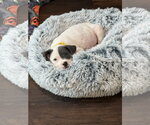 Small #2 American Staffordshire Terrier Mix