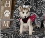 Small #3 Pomsky