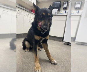 German Shepherd Dog-Unknown Mix Dogs for adoption in HESPERIA, CA, USA