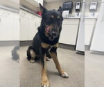 Small German Shepherd Dog Mix