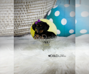 Mastiff Puppy for sale in RIPLEY, MS, USA