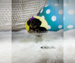 Small Photo #1 Dachshund Puppy For Sale in RIPLEY, MS, USA