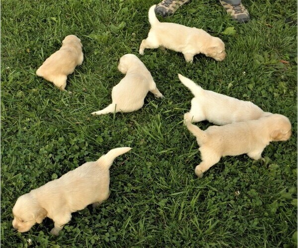 Medium Photo #4 Golden Retriever Puppy For Sale in VERMONTVILLE, MI, USA
