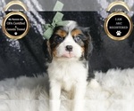 Small #6 Cavalier King Charles Spaniel