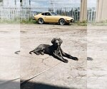 Small Photo #2 Great Dane Puppy For Sale in SACRAMENTO, CA, USA