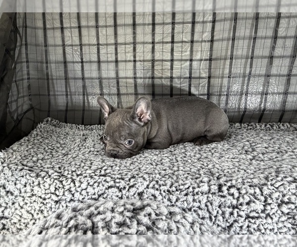 Medium Photo #3 French Bulldog Puppy For Sale in WACO, TX, USA