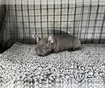Small #2 French Bulldog