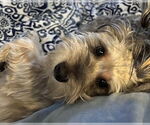 Small #6 Havanese Mix