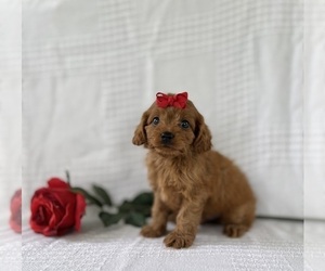 Cavapoo Puppy for sale in ELKTON, KY, USA