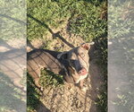 Small #9 Retriever  Mix