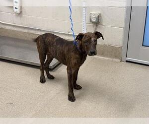 American Staffordshire Terrier-Unknown Mix Dogs for adoption in Grand Prairie, TX, USA