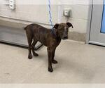 Small American Staffordshire Terrier Mix