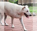 Small #7 Great Pyrenees Mix