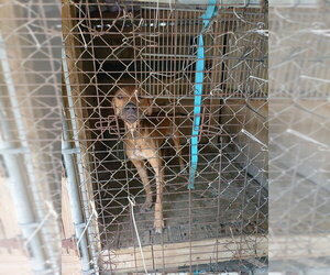 Plott Hound Dogs for adoption in Fort Lauderdale, FL, USA