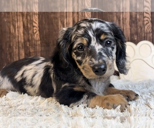 Dachshund Puppy for sale in FRANKLIN, IN, USA