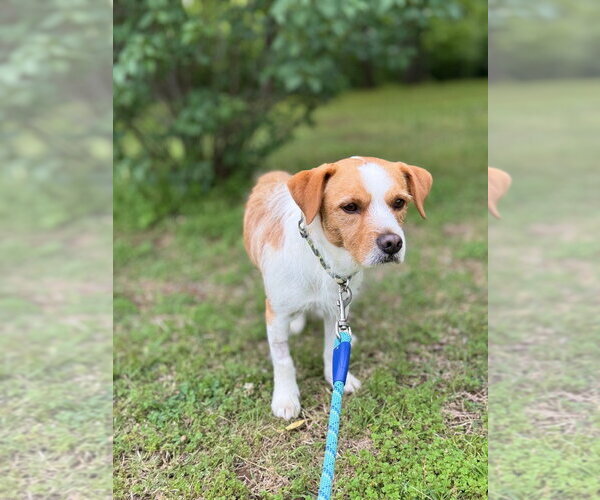 Medium Photo #1 Mutt Puppy For Sale in Claremore, OK, USA
