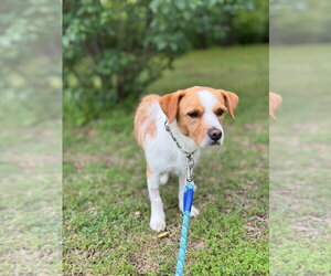 Mutt Dogs for adoption in Claremore, OK, USA