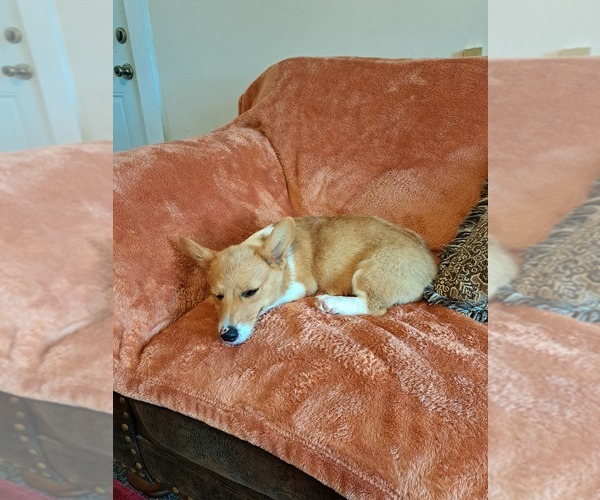 Medium Photo #6 Pembroke Welsh Corgi Puppy For Sale in SHILOH, OH, USA