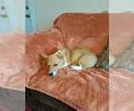 Small #5 Pembroke Welsh Corgi