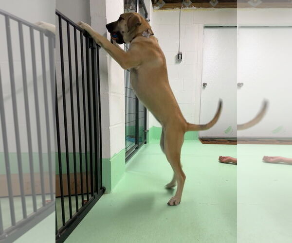 Medium Photo #33 Anatolian Shepherd-Rhodesian Ridgeback Mix Puppy For Sale in Higley, AZ, USA
