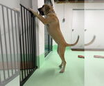 Small #32 Anatolian Shepherd-Rhodesian Ridgeback Mix