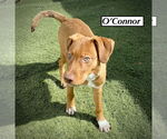 Small #5 Boxer Mix