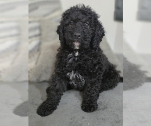 Goldendoodle (Miniature) Puppy for sale in KEENE, NH, USA