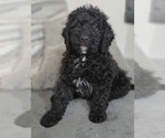 Small Goldendoodle (Miniature)