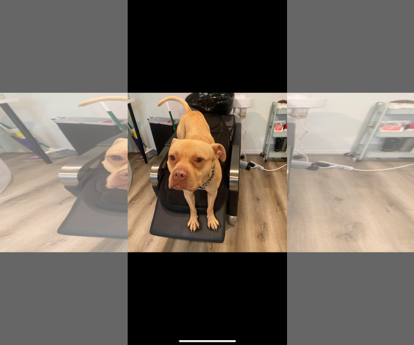 Medium Photo #2 Mutt Puppy For Sale in COLUMBIA, MD, USA