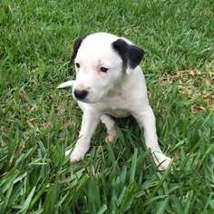 Blue Lacy-Border Collie Mix Puppy for sale in COLLEGE STATION, TX, USA