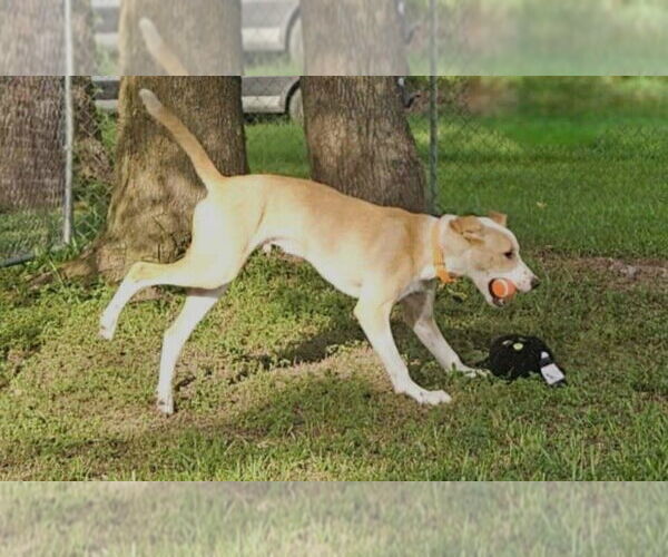 Medium Photo #8 Mutt Puppy For Sale in Boonton, NJ, USA