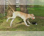 Small Photo #8 Mutt Puppy For Sale in Boonton, NJ, USA