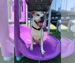 Small #1 American Pit Bull Terrier Mix