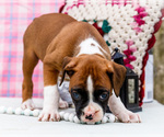 Small Photo #34 Boxer Puppy For Sale in WAKARUSA, IN, USA